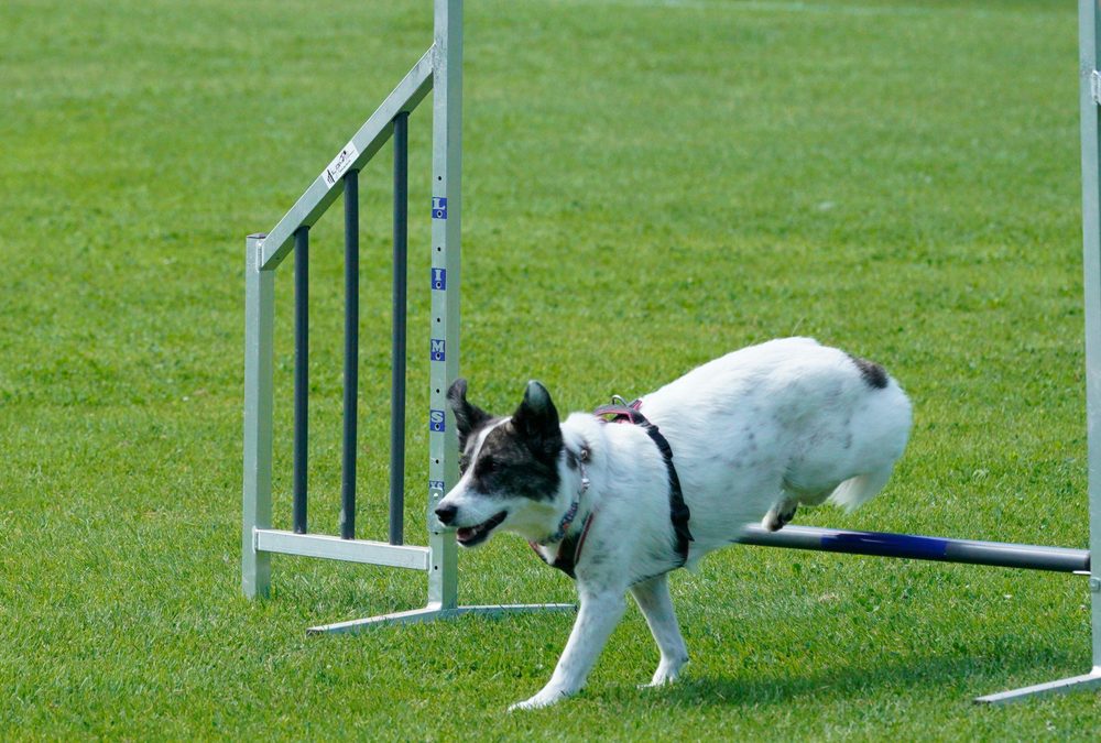 Rally Obedience Turnier in Peißenberg