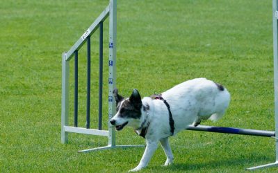 Rally Obedience Turnier in Peißenberg