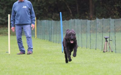 18.10.2026, Abteilung Hundesport, Hunderennen auf dem Sportgelände neue Bergehalde